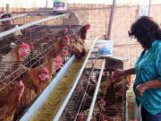 Sacrifican más de 30 mil aves en corral de Huacho tras presencia de gripe Aviar