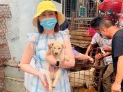 ¿Los perros y gatos se pueden contagiar e infectar de gripe Aviar?