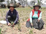 Bono de sequía: en una semana se emitirá la primera lista de los agricultores beneficiados con 800 soles por hectárea