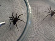 Durante el verano se incrementa el riesgo de picadura de araña casera