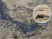 Se alertó la presencia de hidrocarburo (Petróleo) y aves muertas en la playa «Chacra y Mar»