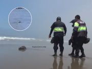 Lobito de mar fue rescatado y devuelto al mar por serenos de Huacho