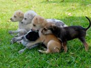 Huaral : 17 cachorritos fueron abandonados a su suerte y ahora buscan ser adoptados