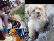 Campaña de esterilización de mascotas este 23 y 24 de febrero en Huaral