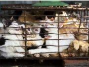 Hallan 2000 gatos muertos destinados para remedios tradicionales en Vietnan