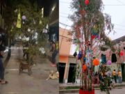 Huaralinos despidieron el mes de febrero, con vistosas yunzas armadas en plenas pistas y bulevares