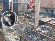Humilde abuelita perdió todos sus animales tras incendio que consumió su corral en el C.P. San José