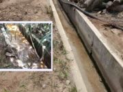 Canales de regadío terminaron llenos de lodo impidiendo el paso del agua tras caída de huaico