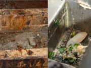 Realizan operativo en chifas de Huaral y constatan que cocinaban en condiciones insalubres