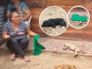 Perro de raza «Mastín» mató a un cachorro de dos meses y dejó herido a otros dos en Leoncio Prado