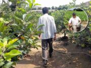Ingeniero Juan Albitres: «El otoño caliente afecta la producción agrícola en Huaral»