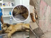 Maltrato animal: perrito en situación crítica fue rescatado de terreno abandonado en Huaral