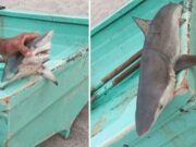 Reportan presencia de tiburones pequeños en playas de Punta Hermosa