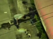 Villa el Salvador: delincuente usaba a su perro pitbull para asaltar a sus víctimas «Parece entrenado»