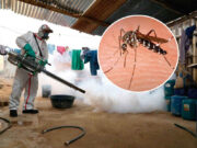 Confirman 3 primeros casos de dengue : Hospital de Huaral brinda recomendaciones ante esta situación