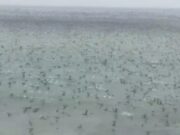 Extraño fenómeno : miles y miles de aves sobrevolaron el mar chancayano