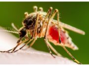 Dengue: ¿Quiénes corren más riesgo de enfermarse?