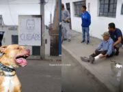 Chancay: Adulto mayor de 92 años resultó gravemente herido tras ser atacado por dos perros pitbull sin bozal