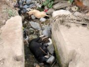 Denuncian que perros muertos aparentemente envenenados, son lanzados como basura a acequia en Retes