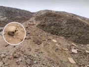 Carquín: Hallan cráneo y restos óseos dentro de costal escondido en desmonte