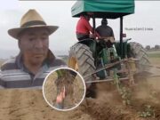 Agricultor cañetano mató 30 hectáreas de papa que fue afectada por plagas y cambio climático