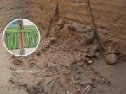 Resaltan presencia del Pacay en la Cultura Chancay : «Una planta mágica religiosa»