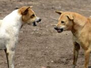Alertan robo de perros para usarlos para peleas callejeras: Sparring canino