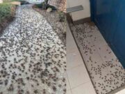 Plaga de grillos en el Norte Chico: ¿Pueden transmitir alguna enfermedad?