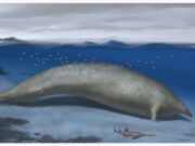 Perucetus Colossus: Increíbles datos del animal más grande del mundo hallado en el Perú
