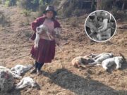 Hallan más de 30 ovejas muertas con perforaciones en la cabeza en Apurímac