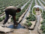 Obra de 43 millones beneficiará a Huaral con reforestación y siembra de agua