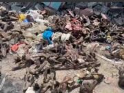 Hallan más de 200 cráneos de perros en la ruta Huaral – Chancay