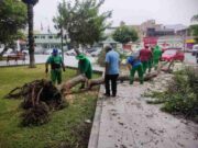 Cae árbol que adornaba Plaza de Armas en Chancay