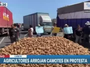 Cañete: agricultores protestan por el bajo precio del camote en chacra. Cañete: agricultores protestan por el bajo precio del camote en chacra.