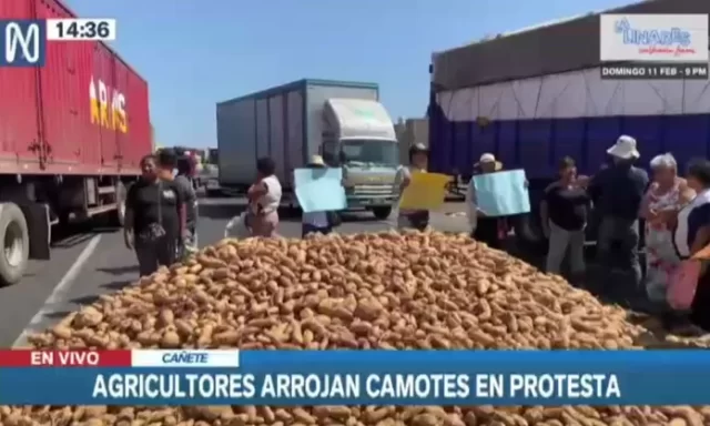 Cañete: agricultores protestan por el bajo precio del camote en chacra.