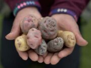 Día Internacional de la Papa se celebra por primera vez en el mundo Día Internacional de la Papa se celebra por primera vez en el mundo