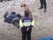 Encuentran el cadáver de una mujer en la playa Chorrillos de Chancay Encuentran el cadáver de una mujer en la playa Chorrillos de Chancay