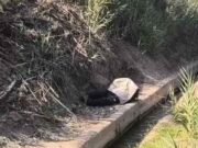 Fallece adulto mayor en presunto estado de ebriedad, al caer a canal de regadío en Aucallama Fallece adulto mayor en presunto estado de ebriedad, al caer a canal de regadío en Aucallama