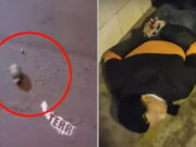 Tras intensa balacera policía frustra secuestro de empresario coreano y detiene a tres sujetos. Tras intensa balacera policía frustra secuestro de empresario coreano y detiene a tres sujetos.