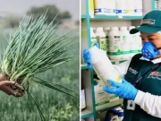 Denuncian exceso de pesticidas en cebollas chinas. Denuncian exceso de pesticidas en cebollas chinas.