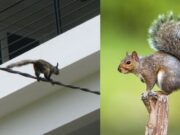 Ardillas invaden más de 5 distritos de Lima. Ardillas invaden más de 5 distritos de Lima.