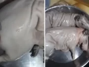 Ciudadano compró cuy pelado en mercado y queda sorprendido al llegar a su casa. Ciudadano compró cuy pelado en mercado y queda sorprendido al llegar a su casa.