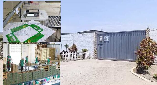 Desmantelan red de narcotráfico en Huaral cajas de fruta contenían láminas con alcaloide