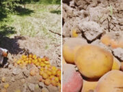 Lambayeque: Productores entierran mangos por caída de precios que oscila entre S/0.10 a S/0.35 el kilo. Lambayeque Productores entierran mangos por caída de precios que oscila entre S0.10 a S0.35 el kilo.