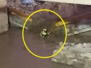 Chancay: Buscan debajo de puente colapsado a profesora desaparecida Chancay Buscan debajo de puente colapsado a profesora desaparecida