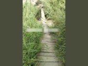 Colapsa puente Quipullin en Aucallama y deja incomunicados a pobladores. Colapsa puente Quipullin en Aucallama y deja incomunicados a pobladores.