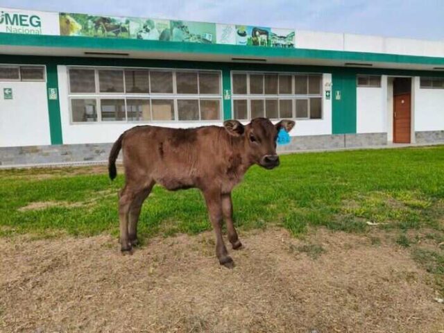 Nace en Huaral la primera ternera con la mejor carne del mundo y con alto valor genético