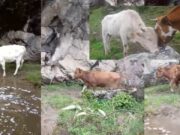 Abigeato en San Pedro De Pirca: denuncian robo de 11 reses a familia ganadera Abigeato en San Pedro De Pirca denuncian robo de 11 reses a familia ganadera