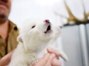 Científicos aseguran que resucitaron al «lobo terrible» que se extinguió hace 10.000 años Científicos aseguran que resucitaron al lobo terrible que se extinguió hace 10.000 años