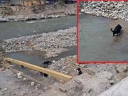 Con perros buscan a docente desaparecida tras caída de bus en puente Chancay Con perros buscan a docente desaparecida tras caída de bus en puente Chancay